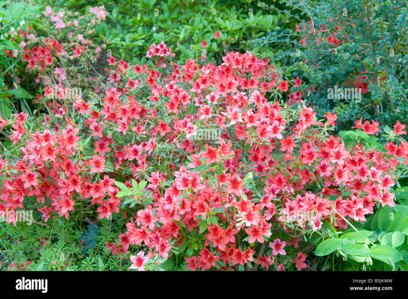 Rhododendron `Mary Flemming` Stock Photo